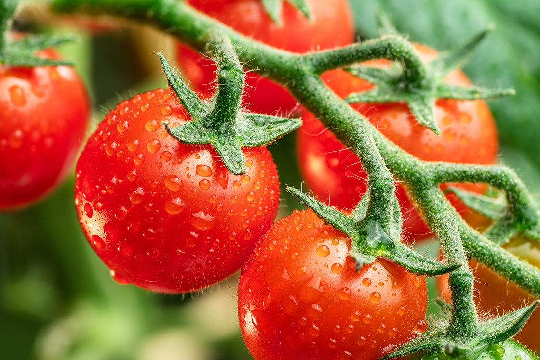 Tomatendünger – Für gesunde, aromatische Tomaten